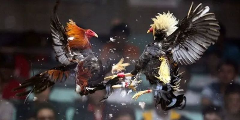 Giới Thiệu Chung Về Đá Gà PG99